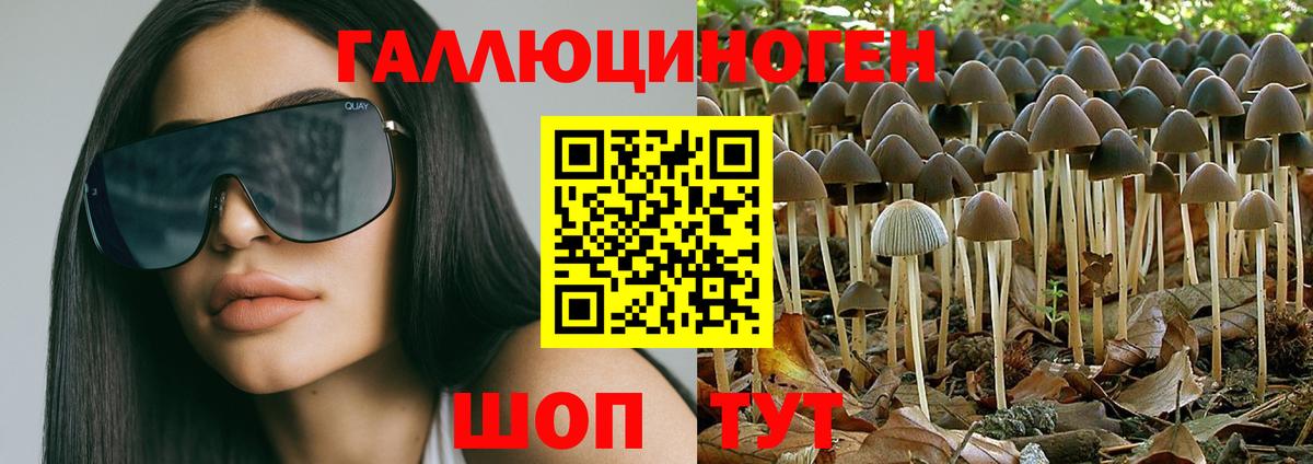 Псилоцибиновые грибы Psilocybine cubensis Старая Русса